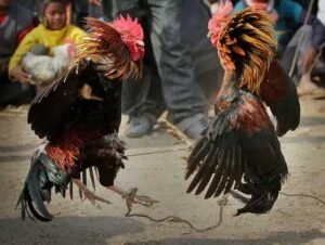 Sabung ayam. Ilustrasi